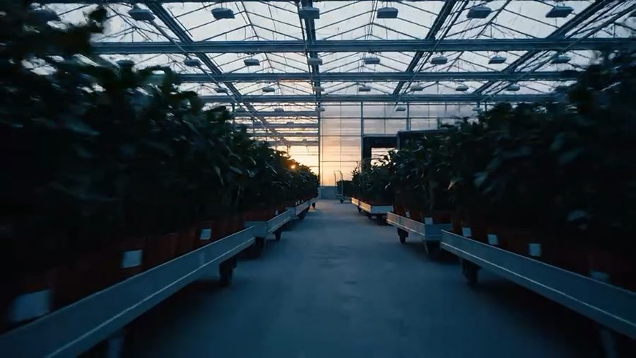 Potted plants on trolleys in a large greenhouse at dusk